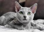 Mirabelle - Russian Blue Cat For Sale - Miami, FL, US