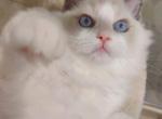 Sweetie - Ragdoll Cat For Sale - Los Angeles, CA, US