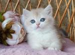 Mitya - British Shorthair Cat For Sale - Hollywood, FL, US