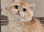 Dita - British Shorthair Kitten For Sale - Los Angeles, CA, US