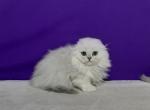 Gucci - Scottish Fold Cat For Sale - Hollywood, FL, US