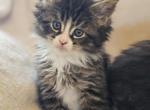 CFA registered dagger - Maine Coon Cat For Sale - San Antonio, TX, US