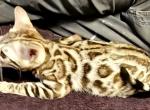 Silver Female Chantilly - Bengal Cat For Sale - Bradner, OH, US