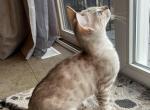 Yeti Seal Mink - Bengal Kitten For Sale - Morgantown, IN, US