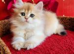 Milan - British Shorthair Kitten For Sale - Englewood, CO, US