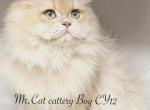 British Boy - British Shorthair Cat For Sale - Exton, PA, US