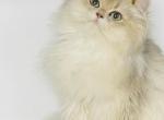 British longhair girl - British Shorthair Kitten For Sale - Shallotte, NC, US