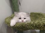 Bicolor Kitten Boy - Ragdoll Kitten For Sale - Westborough, MA, US