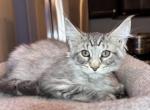 Dina - Maine Coon Kitten For Sale - Kansas City, MO, US
