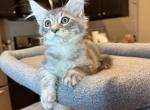 Daria - Maine Coon Kitten For Sale - 