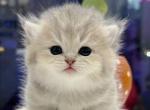 Dana - Munchkin Kitten For Sale - Chino, CA, US