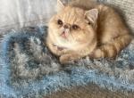 Brandi - Exotic Cat For Sale - TN, US