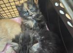 Tortie Girl - Maine Coon Cat For Sale - Van Horne, IA, US