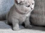 Lilac - British Shorthair Kitten For Sale - Sacramento, CA, US