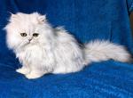 Morfie or Morpheus CFA silver shaded - Persian Kitten For Sale - Pensacola, FL, US