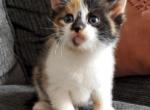 Cali - American Shorthair Kitten For Sale - Dover, OH, US