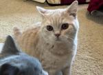 Max - British Shorthair Cat For Sale - Auburn, IN, US