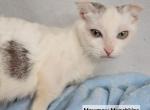 Gypsy litter - Munchkin Kitten For Sale - Sullivan, MO, US