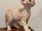 Stitch - Devon Rex Kitten For Sale - Philadelphia, PA, US