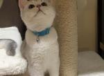 Aramis - British Shorthair Cat For Sale - Philadelphia, PA, US