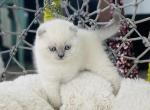 Cream - Scottish Fold Kitten For Sale - Charlottesville, VA, US