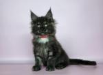 Olaf Maine Coon male - Maine Coon Kitten For Sale - Seattle, WA, US