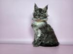 Ozzi Maine Coon male - Maine Coon Kitten For Sale - Seattle, WA, US