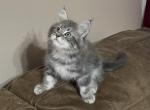 Smokey and Loki - Maine Coon Kitten For Sale - Waynesville, OH, US