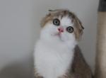 Star - Scottish Fold Kitten For Sale - Levittown, PA, US