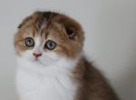 Sienna - Scottish Fold Kitten For Sale - Levittown, PA, US