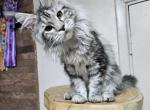 J'adore - Maine Coon Cat For Sale - Brighton, CO, US