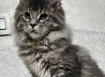 Eva - Maine Coon Cat For Sale - Brighton, CO, US