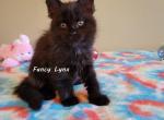 Dianna - Maine Coon Kitten For Sale - Ann Arbor, MI, US