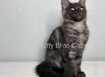 Ranger - Maine Coon Kitten For Sale - Houston, TX, US