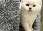 snowball - Scottish Fold Kitten For Sale - Arvada, CO, US