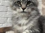 Viola - Maine Coon Cat For Sale - Houston, TX, US