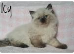 Icy - Siberian Cat For Sale - Mission, TX, US