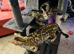 Roxy 24 - Bengal Kitten For Sale - Houston, TX, US