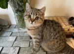 Scott girl 5 - Scottish Straight Kitten For Sale - New York, NY, US