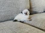 Saint - Ragdoll Kitten For Sale - Los Angeles, CA, US