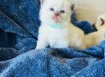 Princess - Ragdoll Kitten For Sale - Los Angeles, CA, US