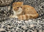 Leonard - Exotic Cat For Sale - Shasta, CA, US
