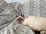 Mr Tom AVAILABLE - Ragdoll Kitten For Sale - 