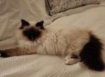Our cats in their new homes - Ragdoll Cat For Sale - 