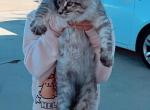 Itachixhinata - Maine Coon Kitten For Sale - 