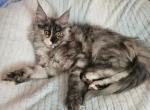 Bella - Maine Coon Cat For Sale - Kingman, AZ, US