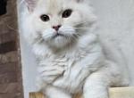 Jeremy - Maine Coon Cat For Sale - Brighton, CO, US