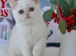 Ellie1 - British Shorthair Cat For Sale - Hollywood, FL, US