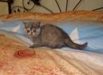 Callie CFA Exotic Shorthair - Exotic Kitten For Sale - Hagerstown, MD, US