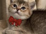 Roma - British Shorthair Kitten For Sale - Fort Wayne, IN, US